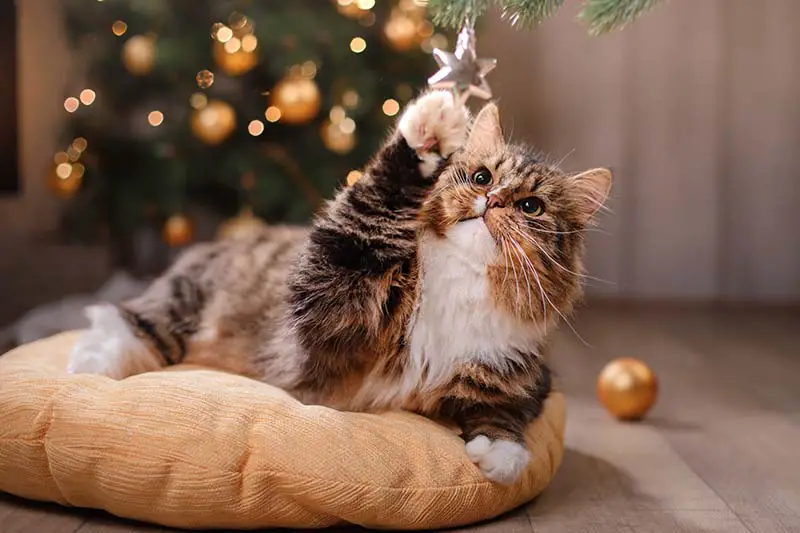 Una imagen horizontal de primer plano de un pequeño felino doméstico jugando con un pequeño adorno navideño.