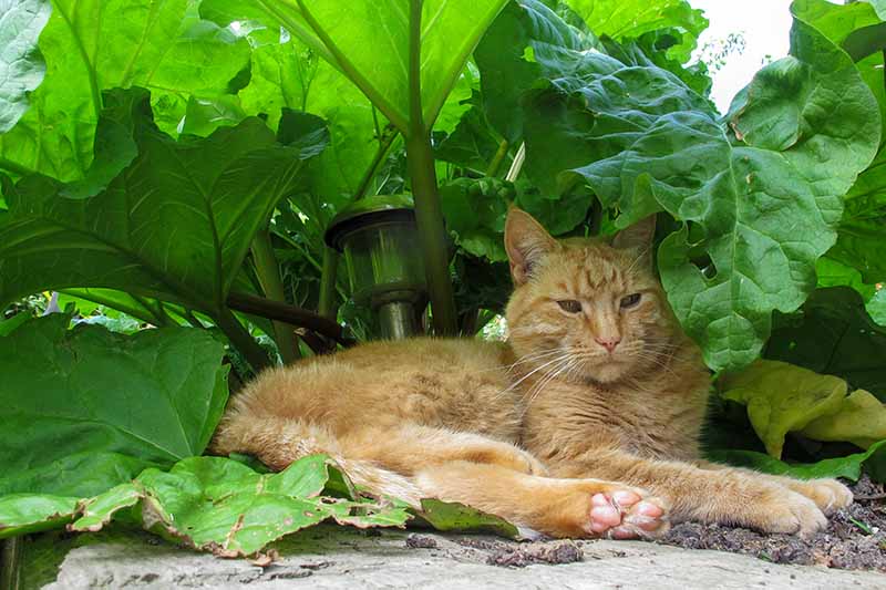 Un primer plano de un gato jengibre durmiendo debajo de una planta de ruibarbo que crece en el jardín con grandes hojas verdes y una luz solar entre los tallos.