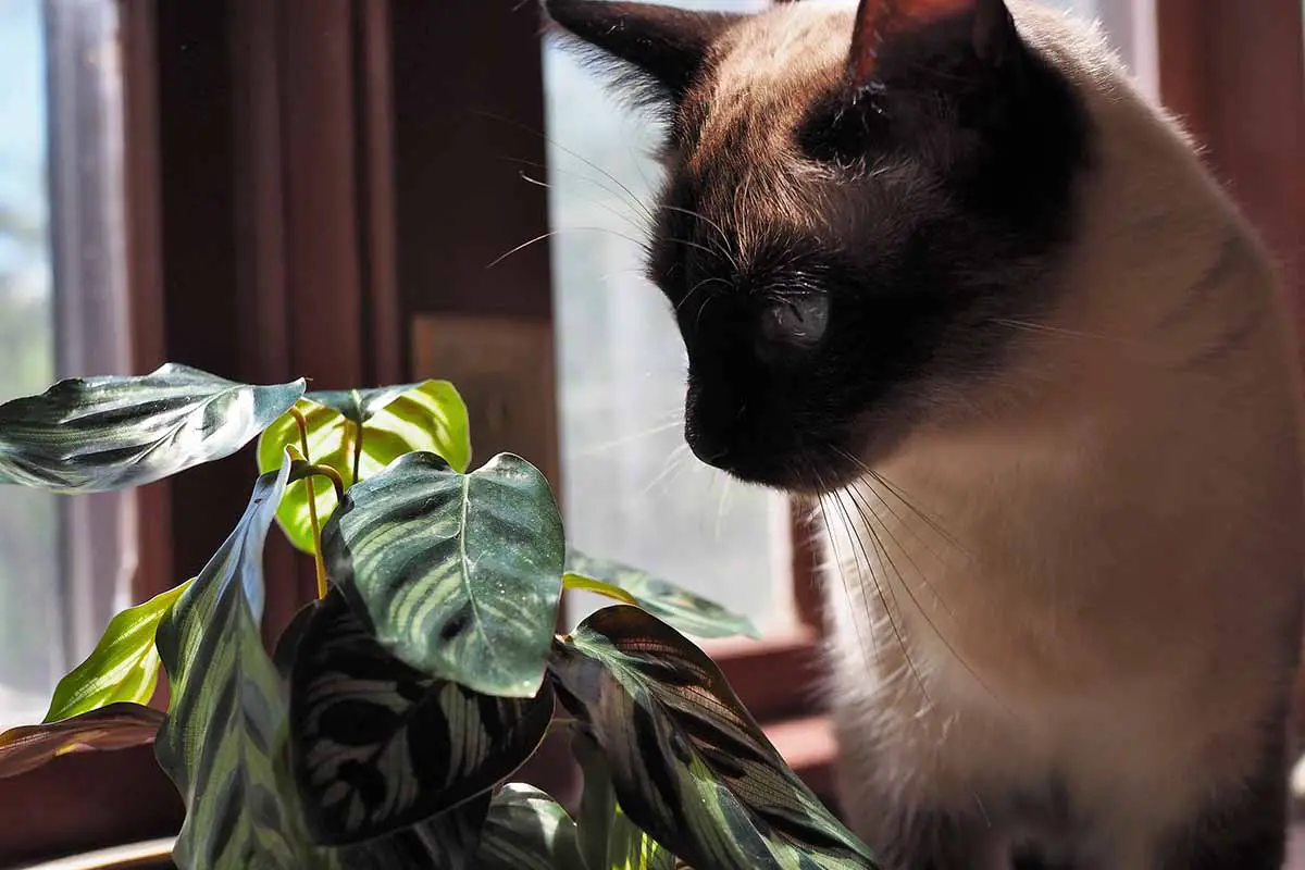 Una imagen horizontal de primer plano de un gato mirando una planta de pavo real en un alféizar.