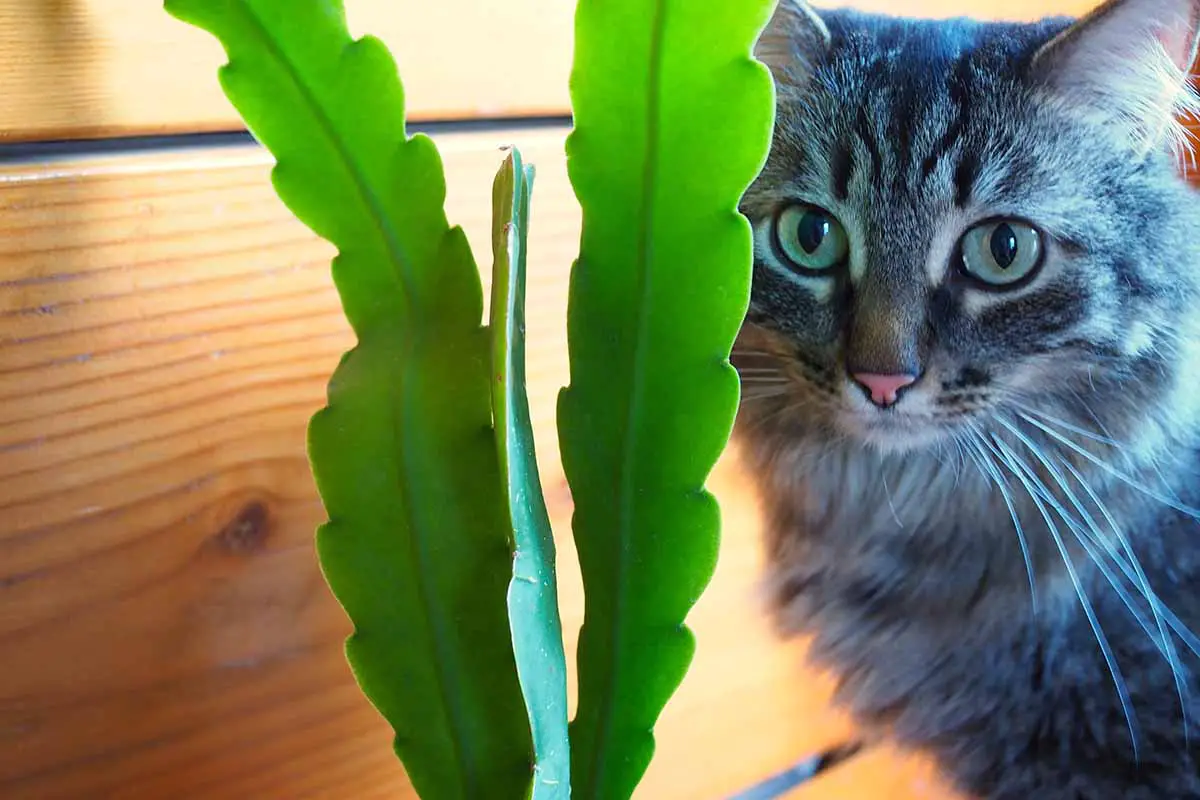 Una imagen horizontal de cerca de un gato gris peludo escabulléndose detrás de una planta de cactus orquídea.
