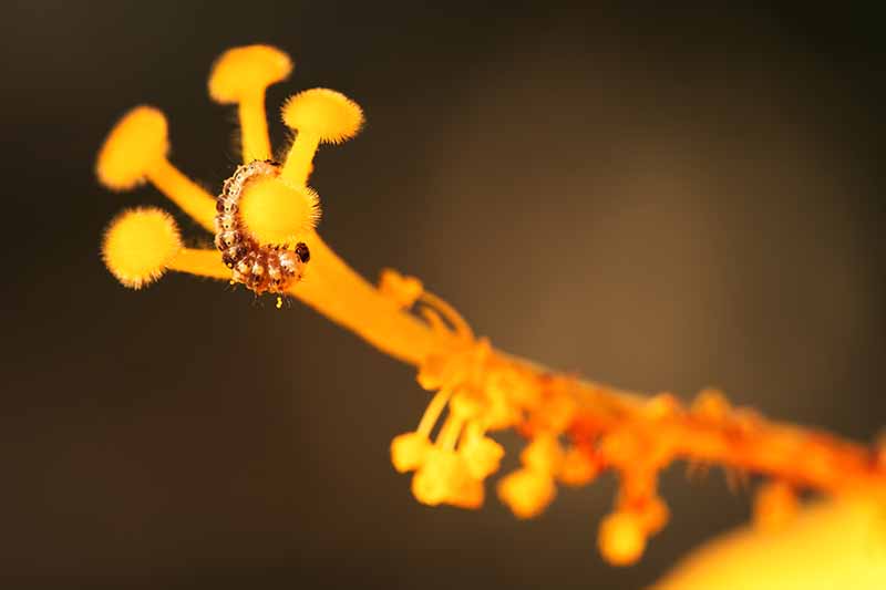 Un primer plano de una oruga en el estambre de una flor de hibisco amarilla representada en un fondo de enfoque suave.