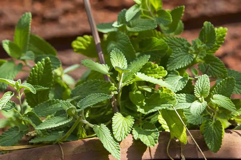 Una imagen horizontal de primer plano de las hojas de color verde claro de Nepeta cataria que crecen en un jardín de lecho elevado.