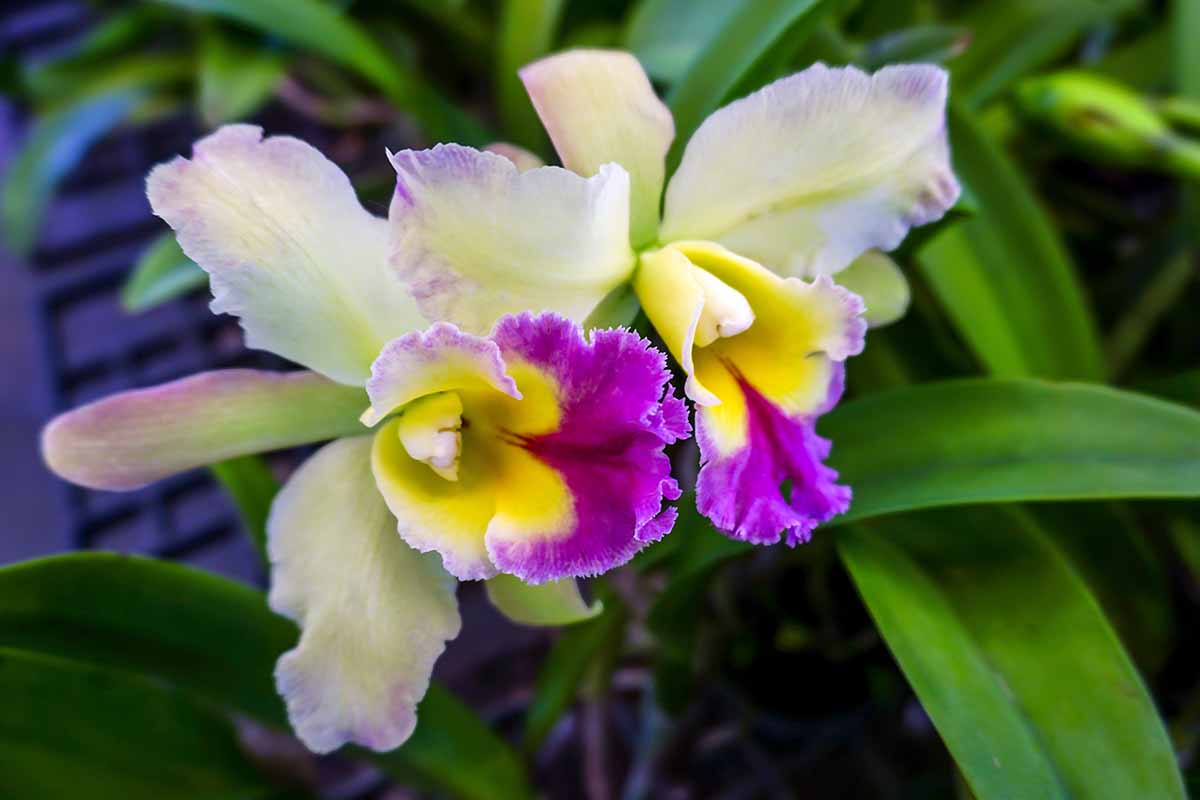 Una imagen horizontal de primer plano de flores de orquídeas cattleya amarillas, rosas y violetas que crecen al aire libre en un fondo de enfoque suave.