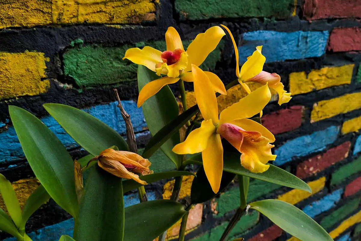 Una imagen horizontal de primer plano de las flores amarillas de la orquídea Cattleya luteola que crecen en una maceta frente a una pared de ladrillos de colores.