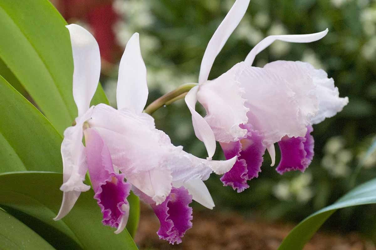 Una imagen horizontal de primer plano de las flores de orquídeas Cattleya trianaei representadas en un fondo de enfoque suave.