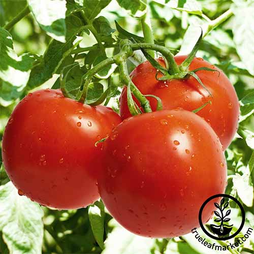 Tres tomates híbridos 'Celebrity' rojos redondos que crecen en una vid verde bajo el sol brillante.