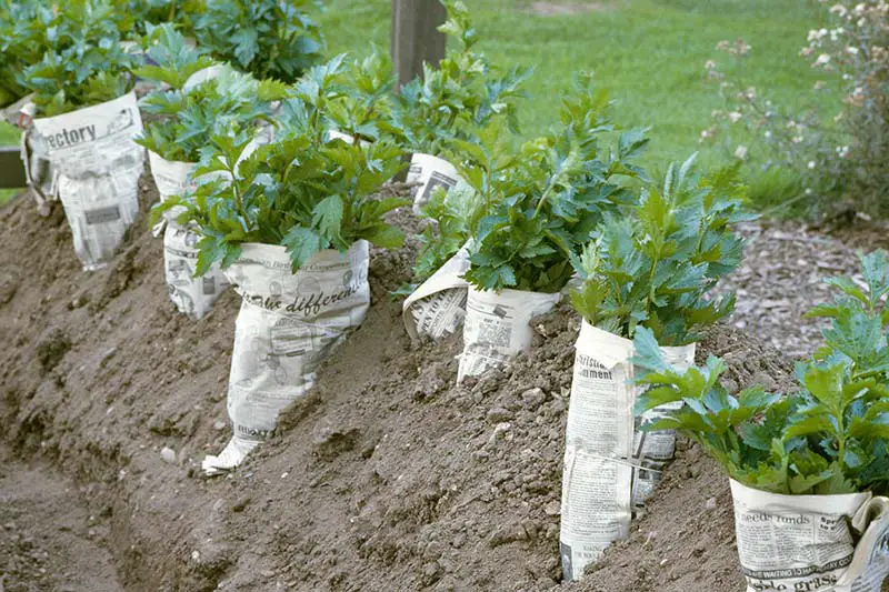 Un primer plano de una hilera de apio que crece en el jardín con periódicos envueltos alrededor de los tallos para blanquearlos, para que los tallos queden blancos y tiernos.