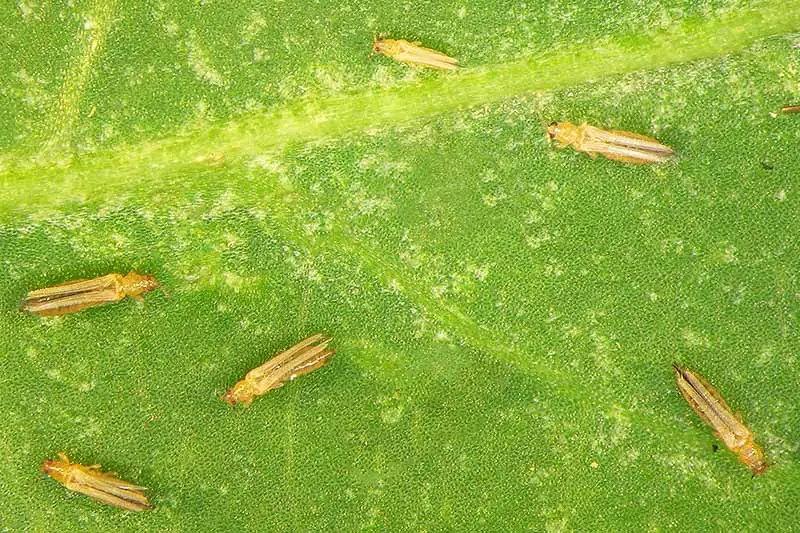 Un primer plano de los trips, pequeños insectos voladores que se muestran en una hoja verde a la luz del sol.