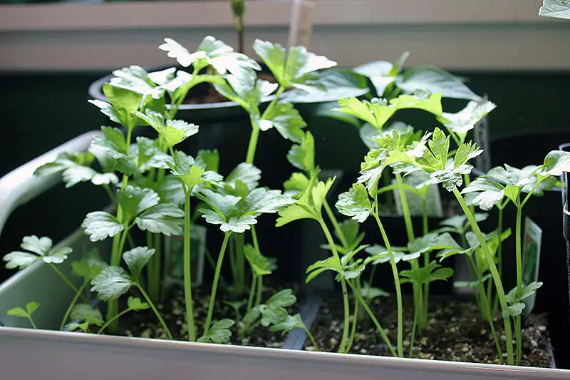 Una imagen horizontal de primer plano de una bandeja de plántulas que cultiva pequeñas plantas de Apium graveolens en interiores.
