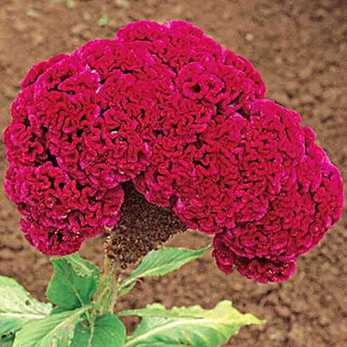 Una imagen cuadrada de cerca de una planta de celosia roja brillante que florece en el jardín.