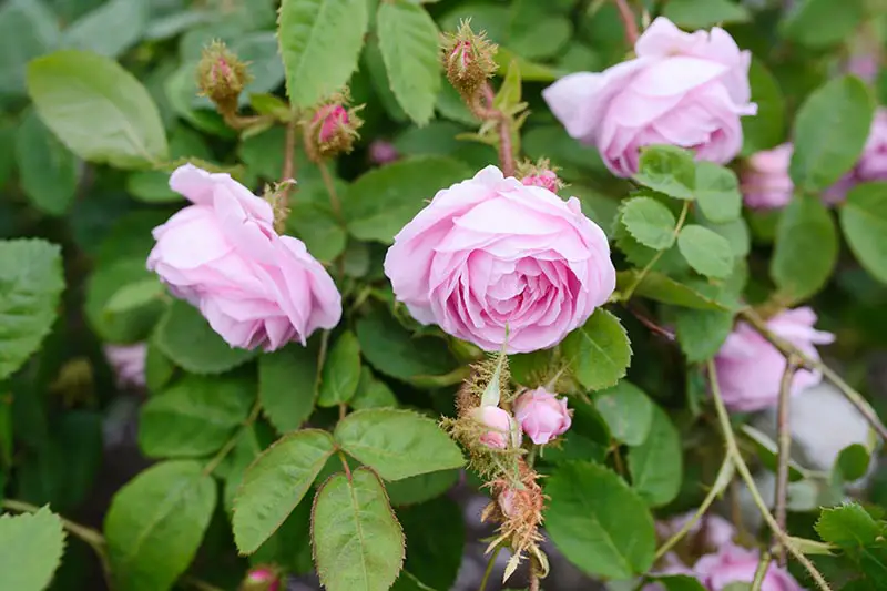 Una imagen horizontal de primer plano de flores Rosa centrifolia de color rosa claro rodeadas de follaje que se desvanece en un enfoque suave en el fondo.