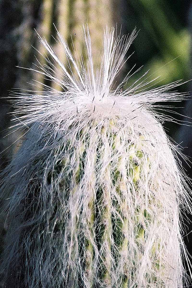 Una imagen vertical de primer plano de la parte superior de una planta de cactus anciana (Cephalocereus senilis) representada a la luz del sol sobre un fondo de enfoque suave.