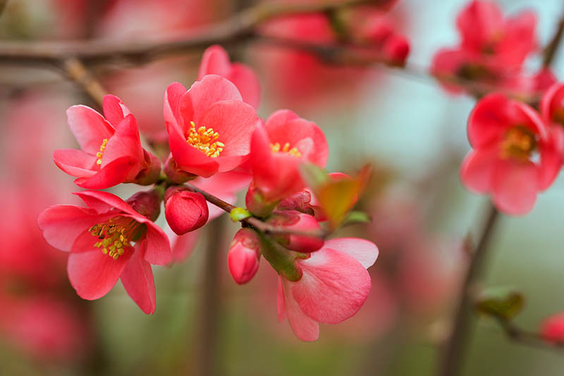 Una imagen horizontal de primer plano de flores de membrillo en flor roja representada en un fondo de enfoque suave.