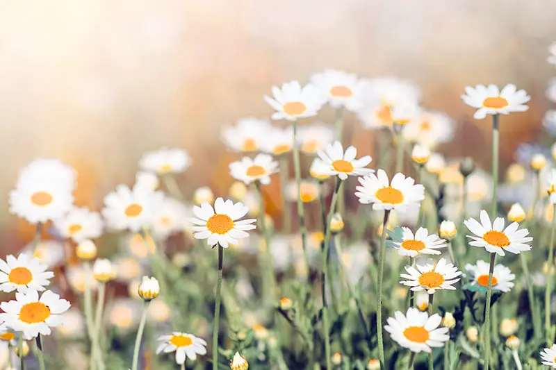 Una imagen horizontal de cerca de las bonitas flores blancas de la manzanilla alemana que crecen en el jardín fotografiadas a la luz del sol sobre un fondo de enfoque suave.