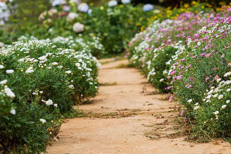 Una imagen horizontal de una escena de jardín con un camino flanqueado por flores blancas y moradas parecidas a margaritas representadas a la luz del sol.