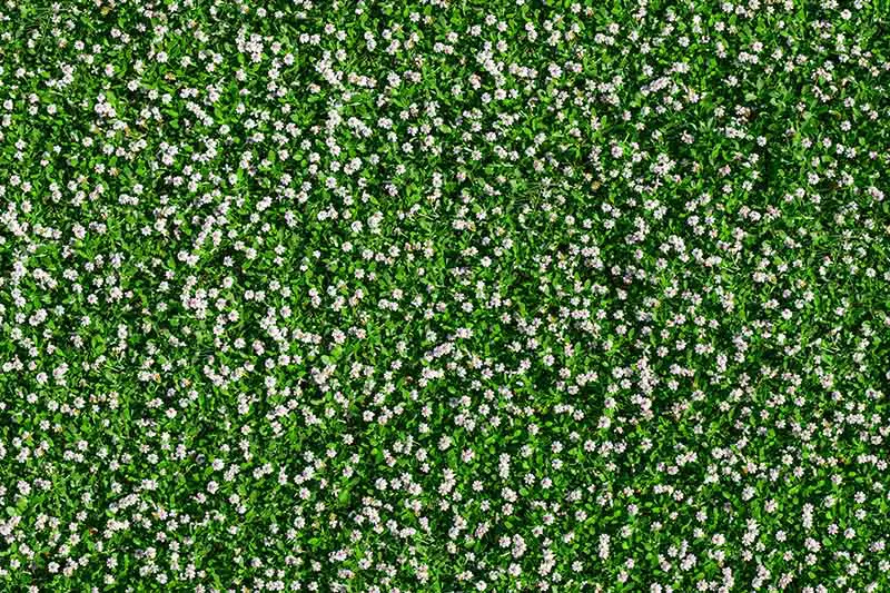 Una imagen horizontal de cerca de Chamaemelum nobile creciendo como una cubierta de suelo en el jardín.