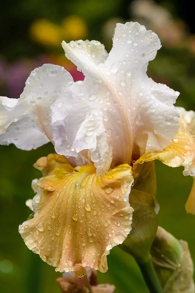 Una imagen vertical de primer plano de la flor de iris 'Champagne Elegance' que crece en el jardín cubierta de gotas de agua.