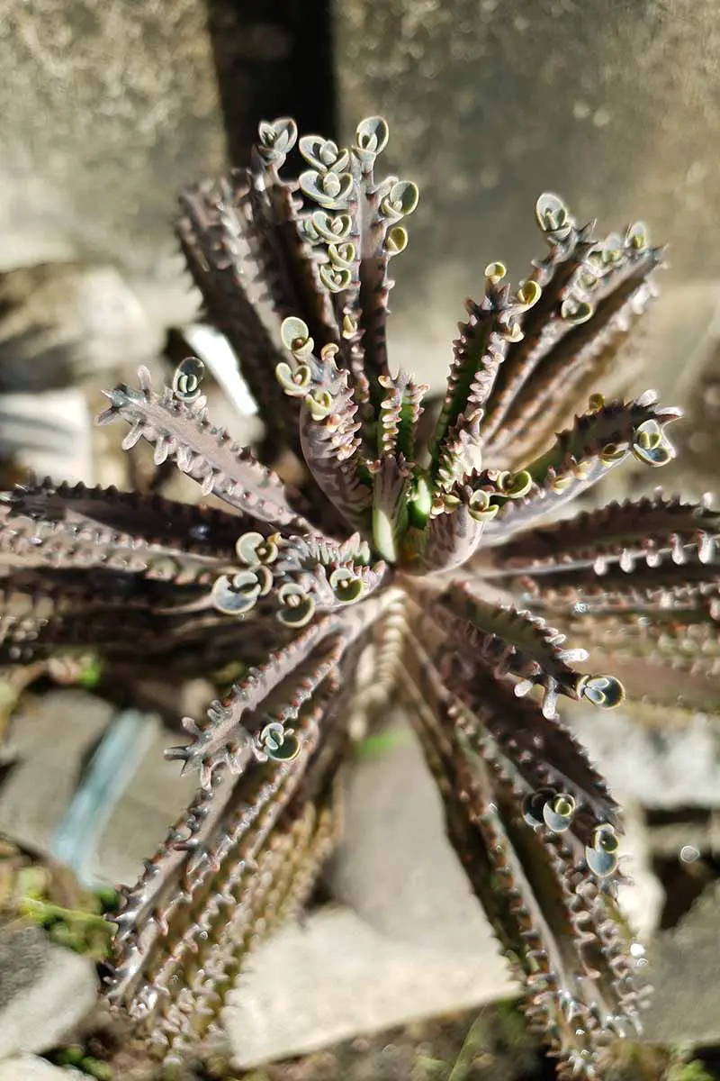 Una imagen vertical de primer plano de las puntas de las hojas de una planta candelabro que crece al aire libre, mostrando las diminutas plántulas.
