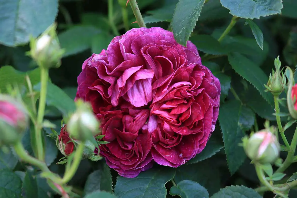 Un primer plano de una flor Rosa 'Charles de Mills' que crece en el jardín rodeada de un follaje verde intenso.