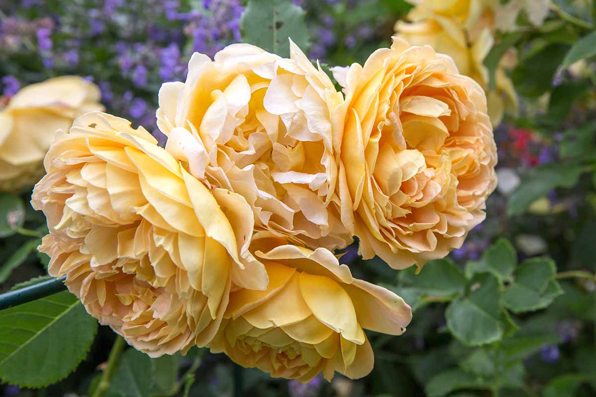 Una imagen horizontal de primer plano de un racimo de rosas 'Charlotte' David Austin que crecen en el jardín representadas en un fondo de enfoque suave.