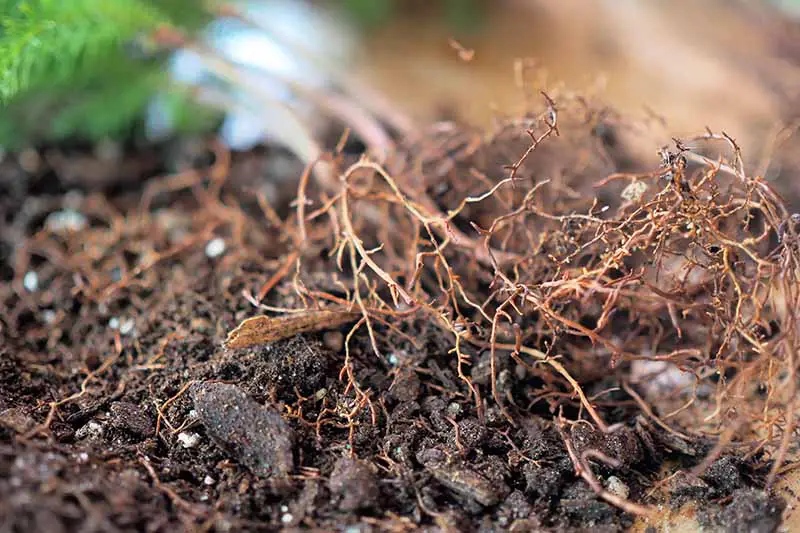 Una imagen horizontal de primer plano de las raíces de un pino de la isla de Norfolk que se ha extraído de su maceta.
