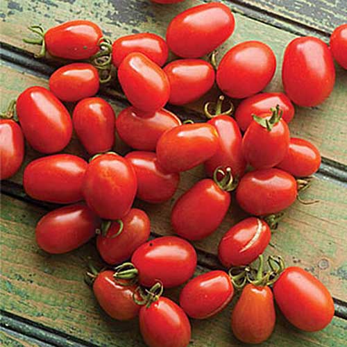 Un primer plano de tomates cherry recién cosechados esparcidos sobre una superficie de madera.