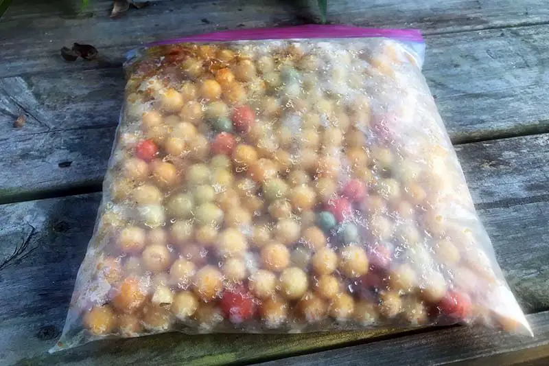 Una imagen horizontal de cierre de una pequeña bolsa de plástico reutilizable llena de tomates cherry amarillos congelados.
