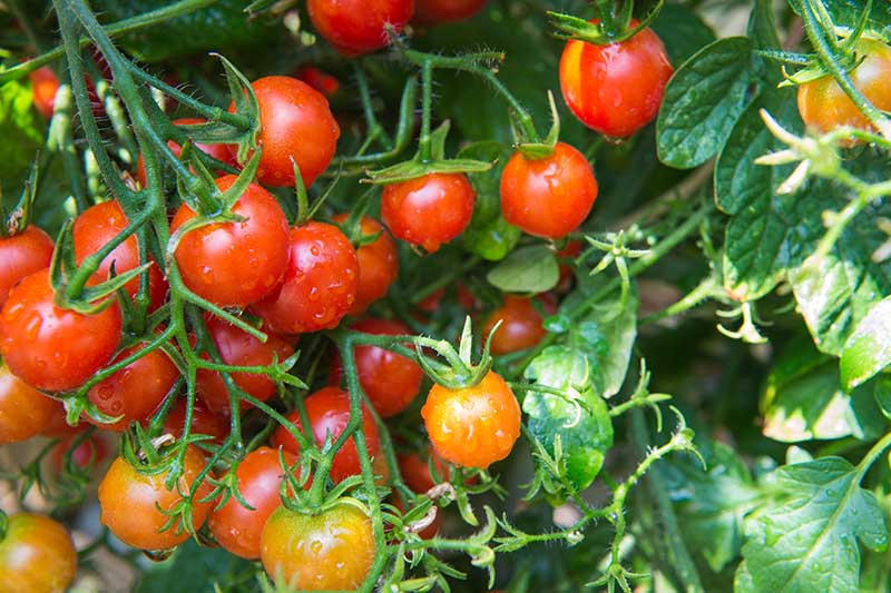 Un primer plano de una planta de tomate cherry madura con gotas de agua al sol con follaje verde.