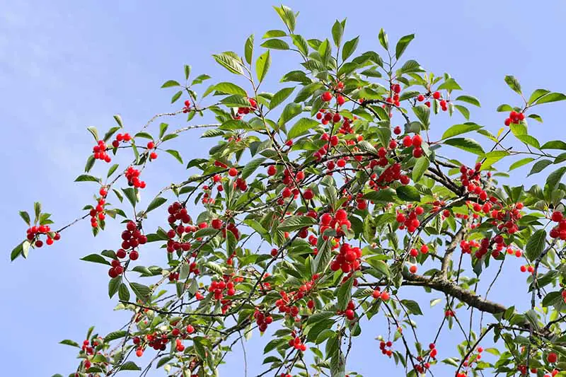 Una imagen horizontal de cerca de un cerezo agrio cargado de frutos rojos maduros en un fondo de cielo azul.