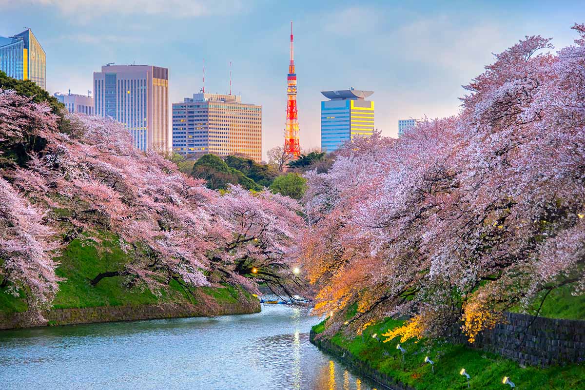 Una imagen horizontal de cerezos que florecen junto a un río en Japón con un paisaje urbano y un cielo azul de fondo.