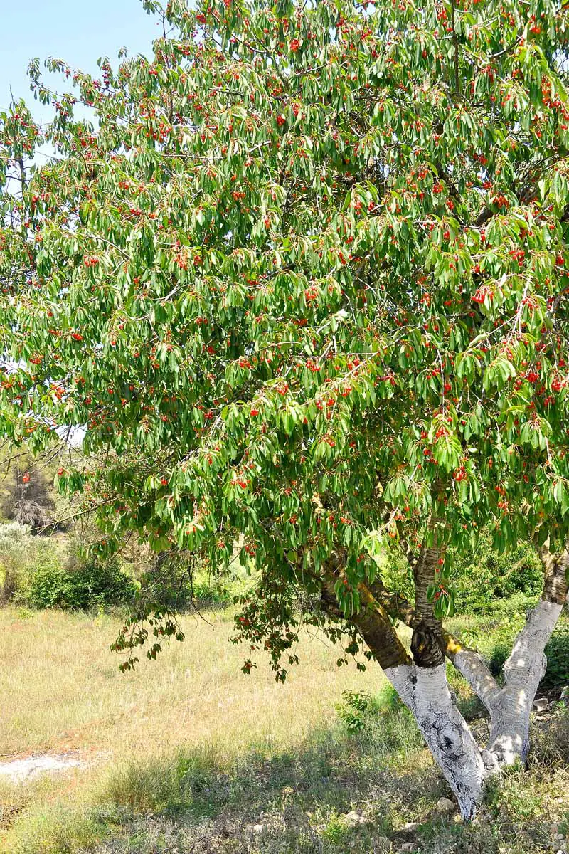 Una fotografía que abarca la mayor parte de un cerezo entero del que cuelgan frutos maduros.