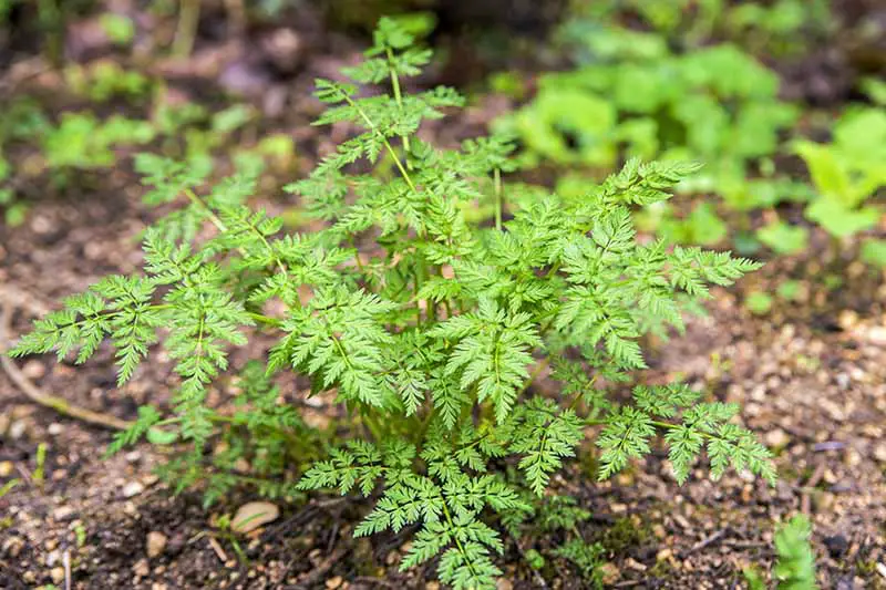 Un primer plano de una pequeña planta de Anthriscus cerefolium que crece en el jardín, sobre un fondo de enfoque suave.