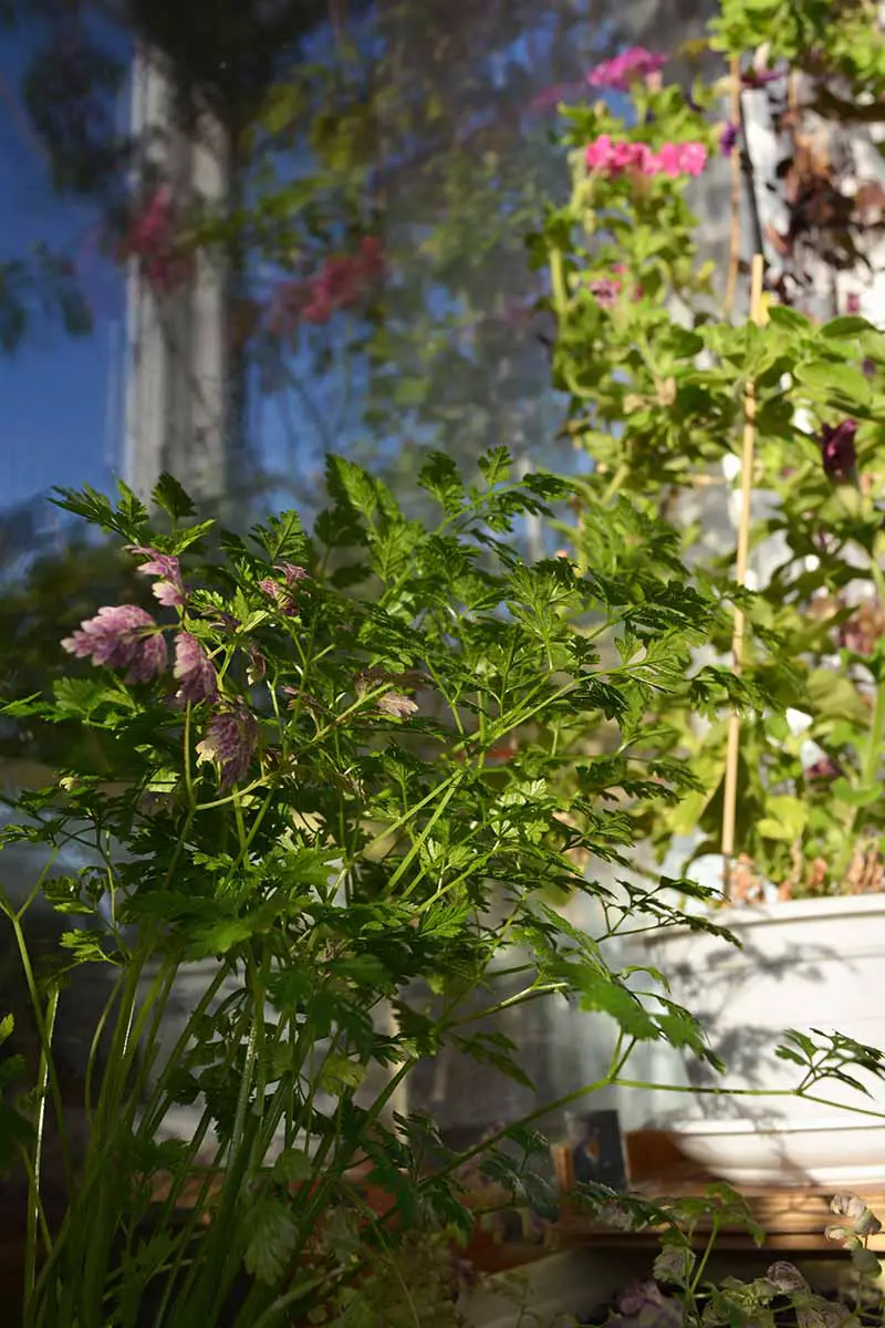 Una imagen vertical de primer plano de un jardín de balcón con flores y perifollo como cultivo trampa.