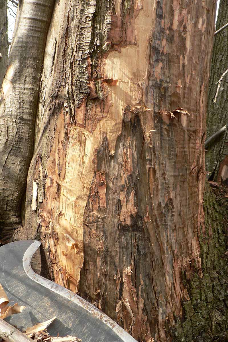 Una imagen vertical de primer plano de la base de una castaña que ha sido cortada con una cuchilla para revelar los síntomas de la pudrición de la corona y la raíz causada por Phytophthora cambivora.