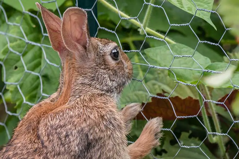 Un primer plano de un pequeño conejo mirando a través de una cerca de alambre de metal todas las deliciosas verduras que crecen al otro lado.