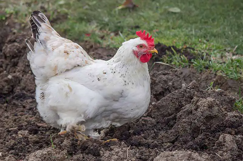 Una imagen horizontal de cerca de un pollo rascando el suelo en una cama de jardín.