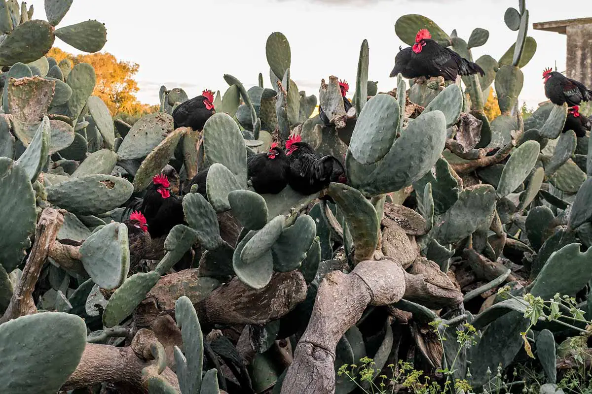 Una imagen horizontal de primer plano de un gran cactus de pera espinosa Opuntia con un número de pollos de color oscuro posados ​​en él.