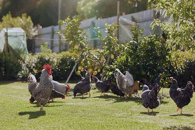 Aprende de nuestro experto si es buena idea tener gallinas en el jardín |  camino del jardinero