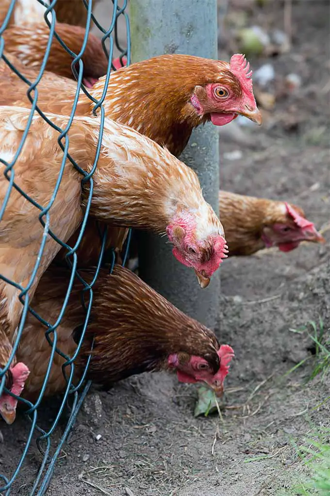 Contrariamente a la creencia popular, no siempre son gallinas en el jardín.  Obtenga más información de nuestro experto: 