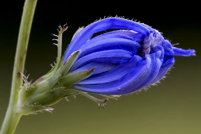 Un primer plano de un capullo de flor azul justo antes de la apertura de Cichorium intybus, representado en un fondo verde oscuro de enfoque suave.