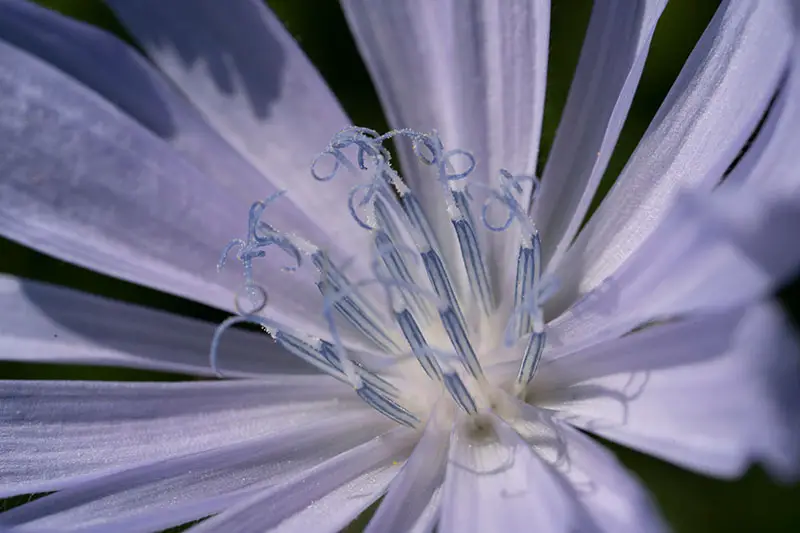 Un primer plano del interior de una flor azul de Cichorium intybus sobre un fondo oscuro.