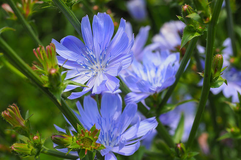 Una imagen horizontal de primer plano de las flores azul claro de Cichorium intybus que crecen en el jardín, fotografiadas bajo el sol brillante sobre un fondo de enfoque suave.