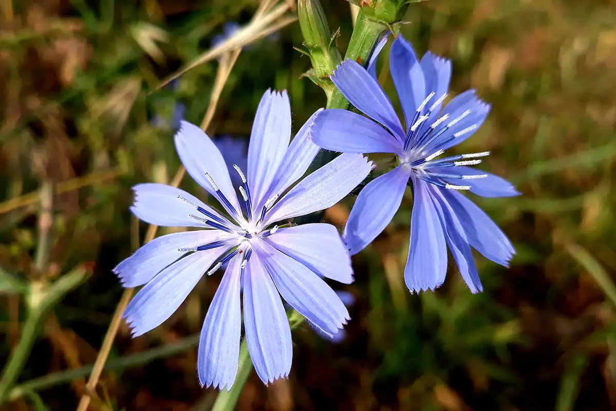 Un primer plano de dos flores de achicoria azul claro representadas a la luz del sol en un fondo de enfoque suave.