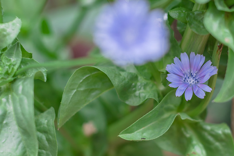 Una imagen horizontal de primer plano de una pequeña flor azul y hojas de Cichorium intybus que crecen en el jardín sobre un fondo de enfoque suave.