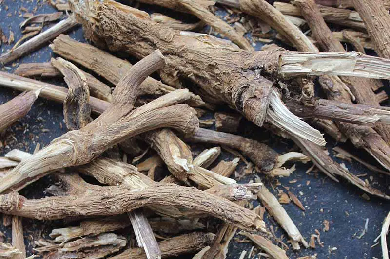 Un primer plano de raíces de achicoria, cosechadas y secadas y colocadas sobre una superficie gris.