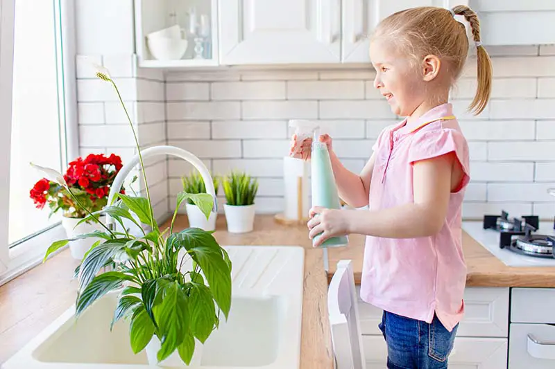 Una imagen horizontal de cerca de una niña a la derecha del marco rociando una planta de lirio de la paz en un fregadero de cocina con flores rojas en el fondo.