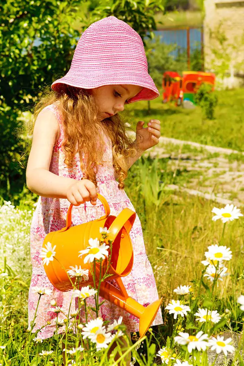 Una imagen vertical de cerca de una niña con una lata de riego naranja que riega flores de margarita en el jardín de verano.
