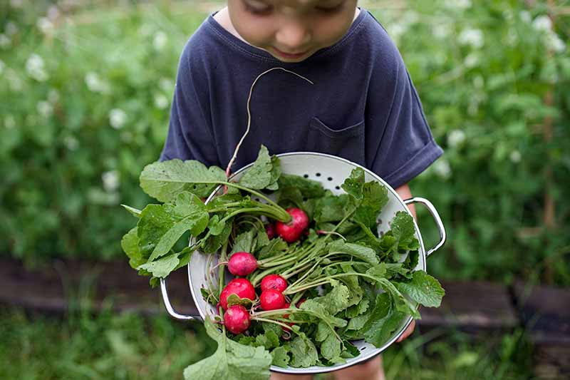 Una imagen horizontal de cerca de un niño sosteniendo un colador de metal lleno de una cosecha fresca de raíces y puntas de rábano.