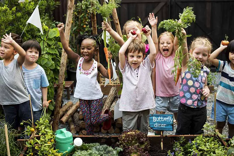 Una imagen horizontal de primer plano de un grupo de niños cosechando verduras de un jardín de camas elevadas.