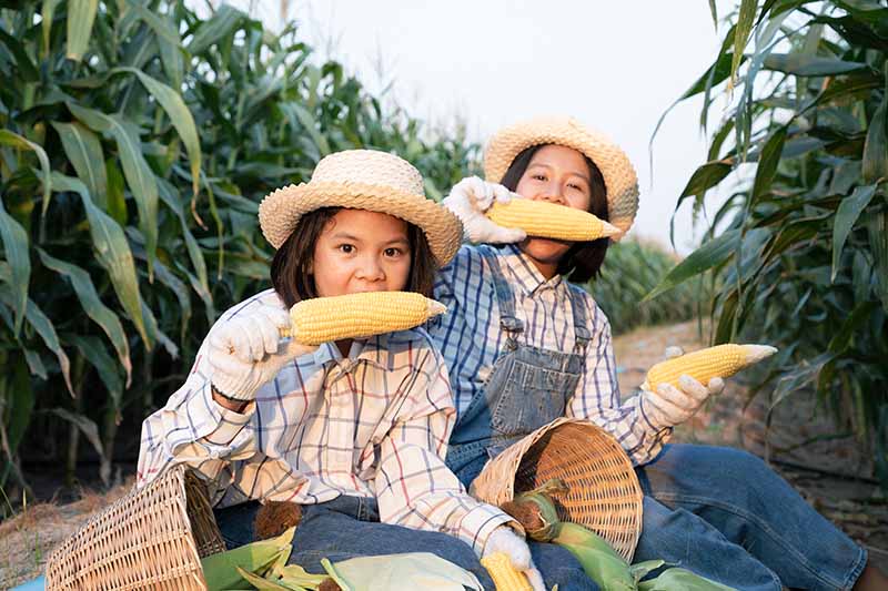 Dos niños sentados en un campo de maíz sosteniendo mazorcas recién cosechadas que comen crudas.
